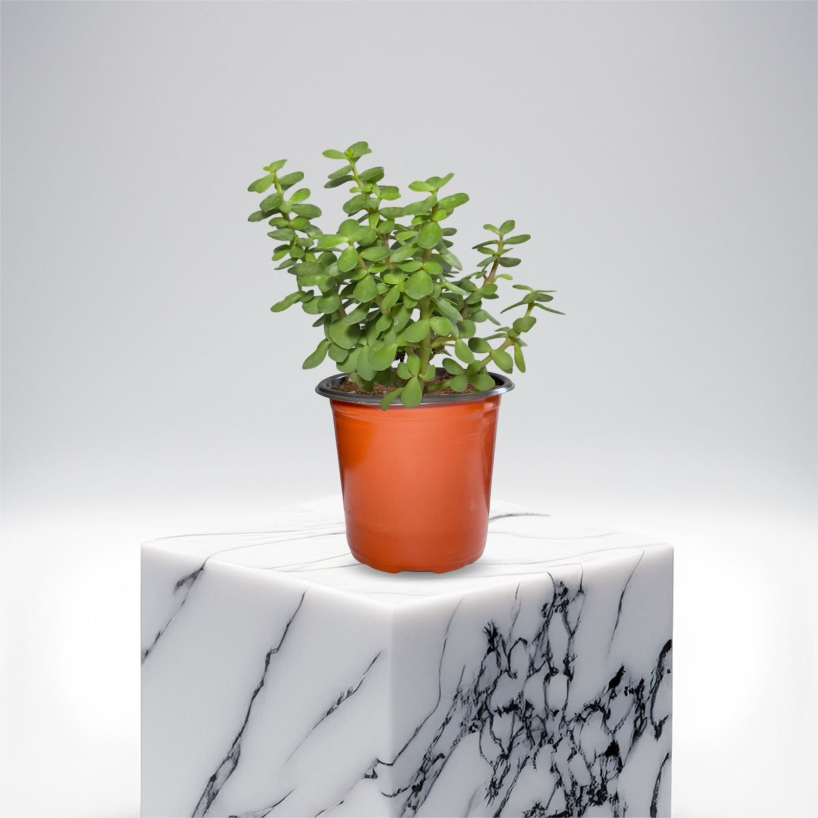 Jade Plant
